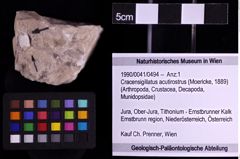 Foto (Objekt + Etiketten) von Cracensigillatus acutirostrus (Moericke, 1889) (NHMW-GEO-1990-0041-0494)